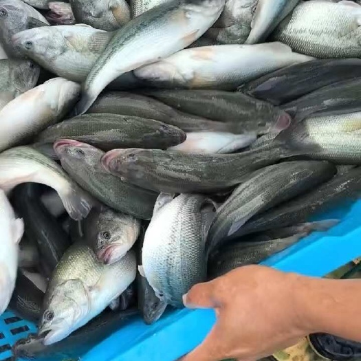 湖州加州鲈鱼