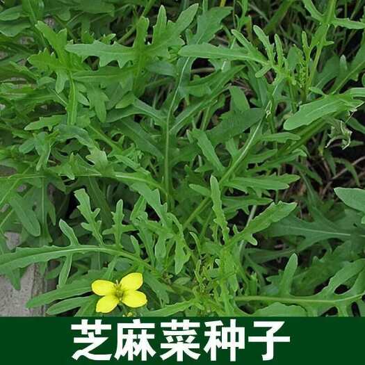小叶芝麻菜种子 芝麻味浓郁 四季种植 多次采收