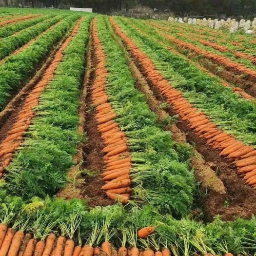 开封万亩种植基地大红品种专业岀口～K A大型连锁超市和生鲜连锁店