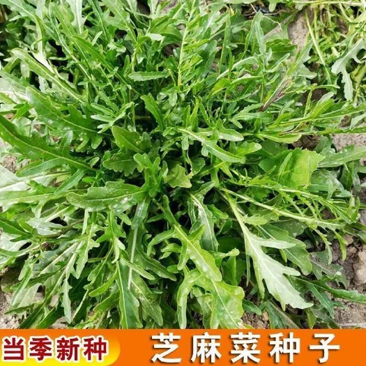 小叶芝麻菜种子 按斤批发 基地大面积种植