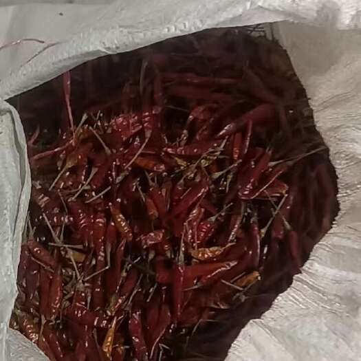 满天星朝天椒一万斤