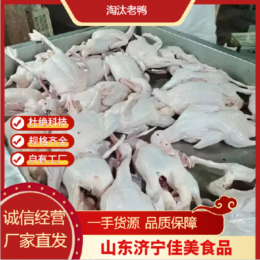 金乡县淘汰老鸭 山东白条鸭批发 专业可靠 品质有保障