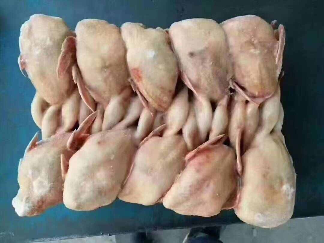 特大鹌鹑 厂家直供 优质源头