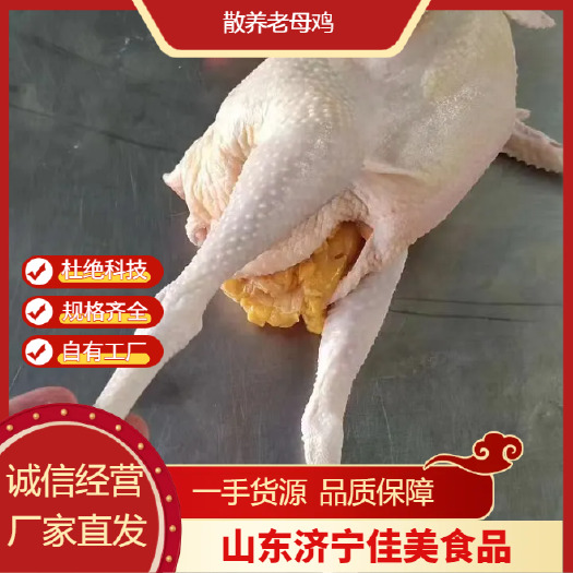 散养老母鸡 白条鸡批发 规格齐全 大厂品质 极速发货