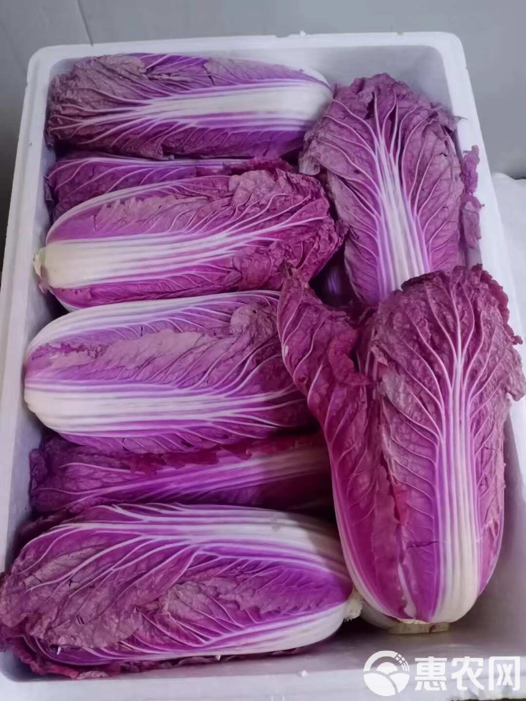 直发新鲜紫白菜优质叶菜类蔬菜