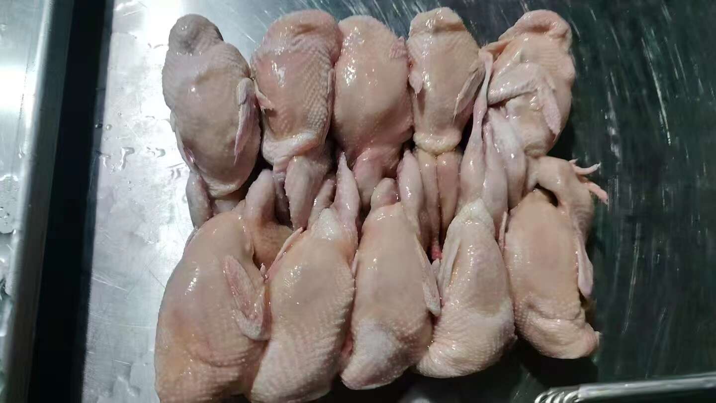 特大鹌鹑 厂家直供 优质源头