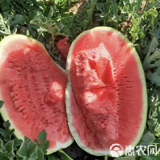 新疆吐鲁番火焰山金城5号西瓜皮薄多汁甜诚信专业代办产地直发