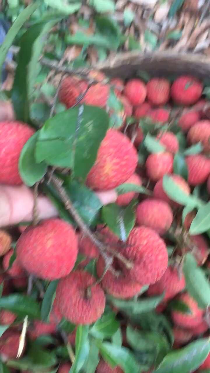 钱岗荔枝糯米糍农家
