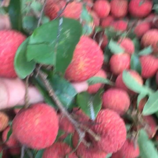 广州钱岗荔枝糯米糍农家