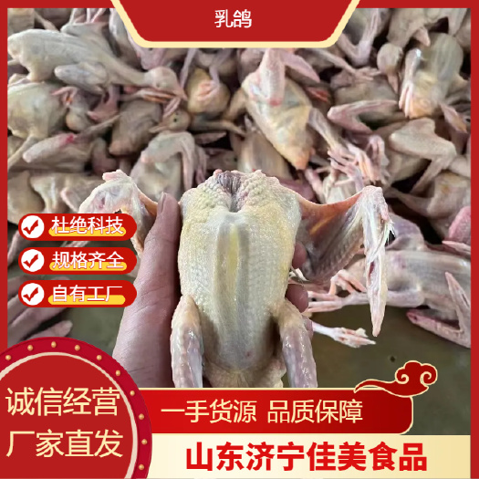 金乡县山东济宁乳鸽批发 厂家直供 优质源头