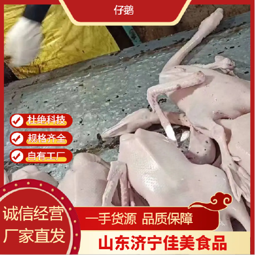 山东济宁仔鹅批发 量大从优