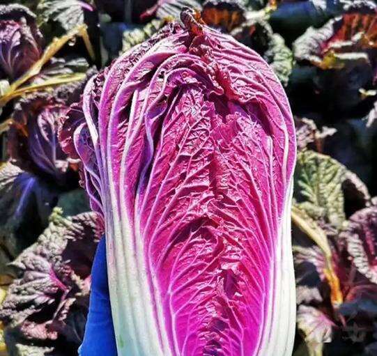 直发新鲜紫白菜优质叶菜类蔬菜