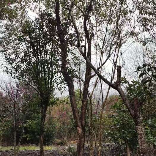 福建福州香樟8-25公分支持批发零售