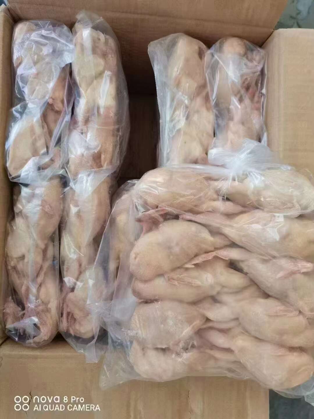 特大鹌鹑 厂家直供 优质源头