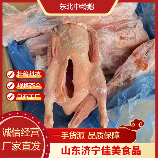 济南东北中龄鹅 白条鹅 厂家直供 品质好