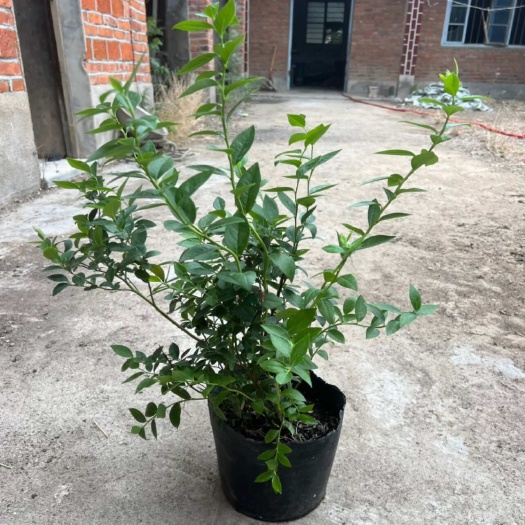 沭阳县精品花香蓝莓