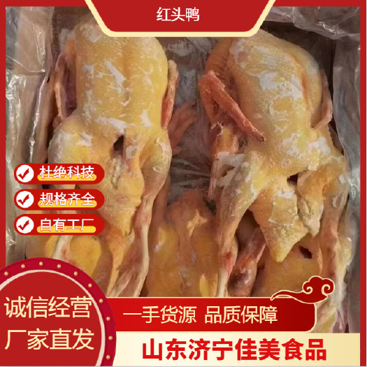 金乡县精品红头鸭 山东金乡县大厂供应 全国发货