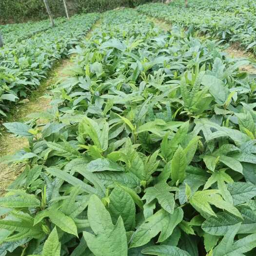 灵山县广西优良细叶五指毛桃杯苗，，品质优良产量高，产地直发