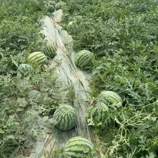信阳西瓜，精品美都