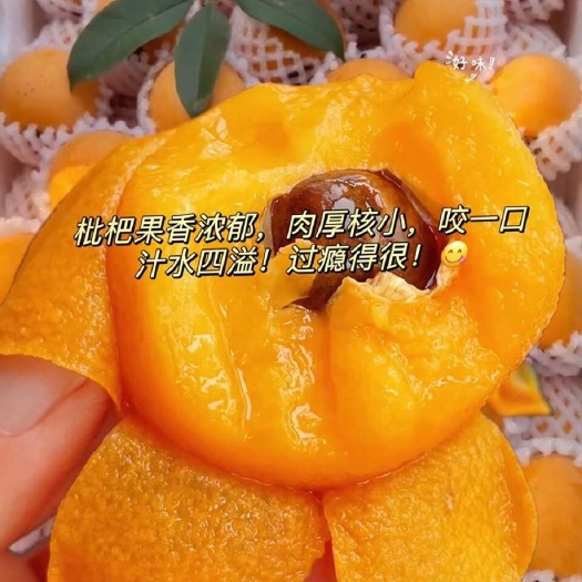 自家精品枇杷 价格美丽。欢迎下单