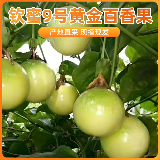 上林县钦蜜9号黄金百香果 果形饱满 果香浓郁 产地发货