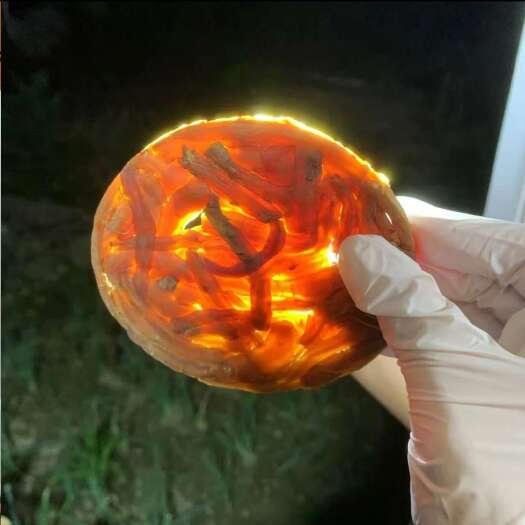 昆明贡参 贡饼 红参饼 高丽参饼 一手货源 一件代发