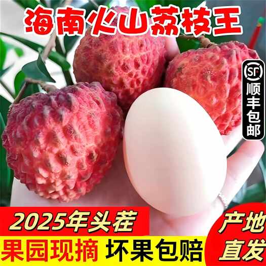 广西/海南永兴火山荔枝王巨无霸新鲜大荔枝现摘现发超大时令水果