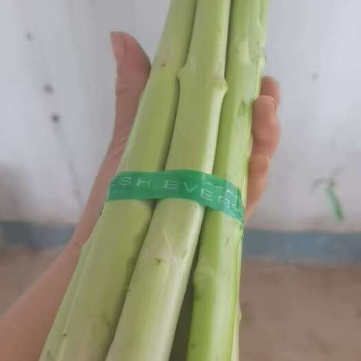 颍上县新鲜绿芦笋 直供根茎蔬菜 颍上县产地发货