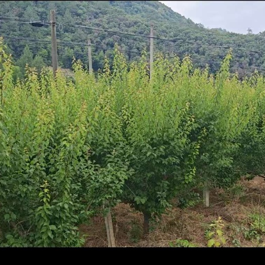 桐庐县出售10-15公分成熟青梅树