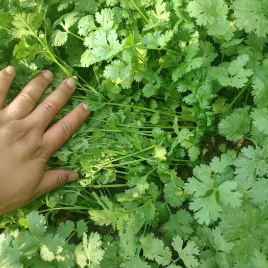 曹县产地直发香菜，新上市，量大价优，欢迎咨询