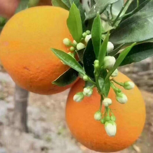 精品夏橙