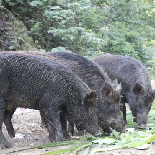粤北地区 新鲜二代跑山猪肉 五花、排骨腩、瘦肉、猪手批发