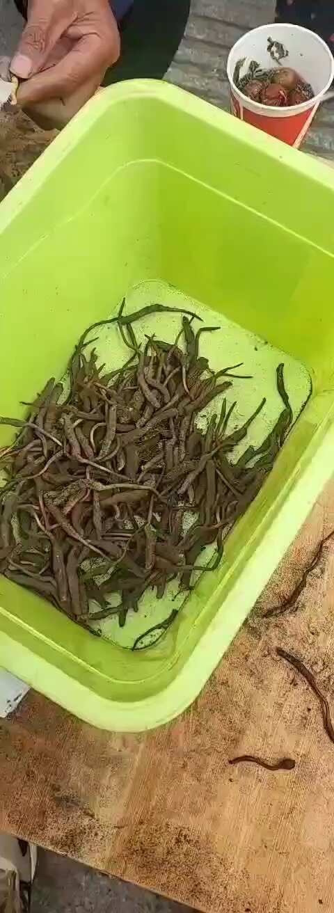 玛曲县甘肃甘南藏族自治州玛曲干虫草出售，天然，高海拔地区生长，