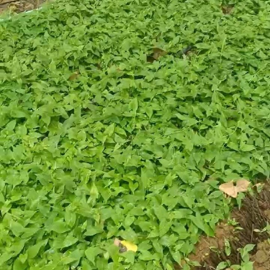 亳州何首乌根叶苗 何首乌苗 亳州直发基地培育 种植期即将解释