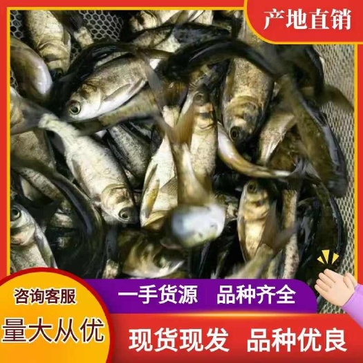 长沙花鲢鱼苗 大头鱼苗 雄鱼苗 鳙鱼苗 包技术