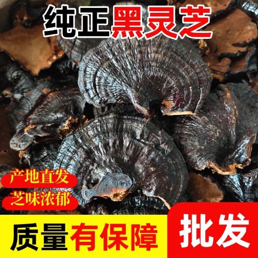 深山灵芝整枝林芝不苦黑灵芝黑灵芝可切片灵芝