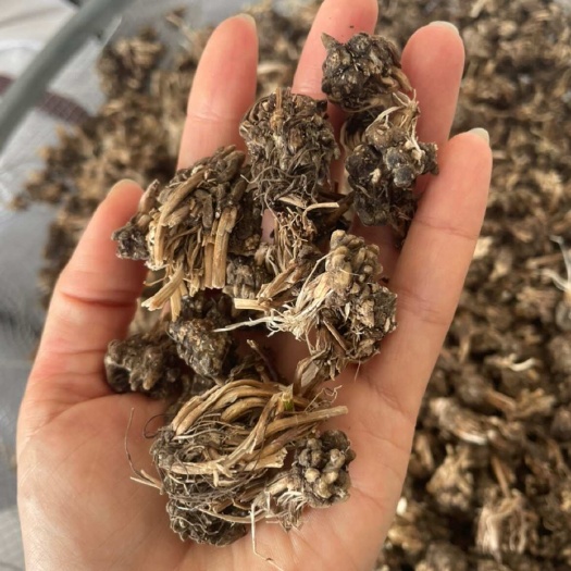 淮滨县河南信阳猫爪草中药材 干燥根茎批发零售 淮滨县产地直发
