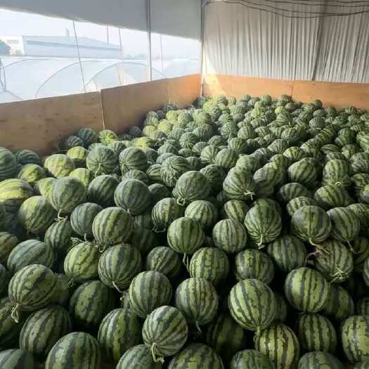 蒙自市一口爆汁！云南麒麟瓜，今夏C位出道！  产地直供