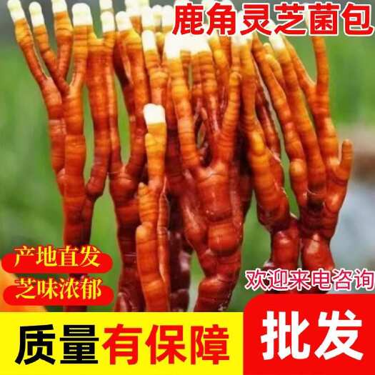 冠县鹿角灵芝菌包菌子灵芝盆栽盆景活体灵芝室内绿植盆栽灵芝花观赏