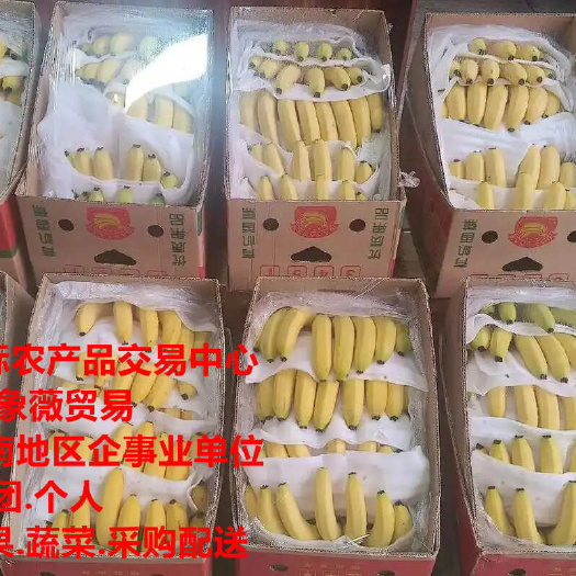 彭州市云南香蕉基地直供.四川成都水果蔬菜批发.生鲜配送