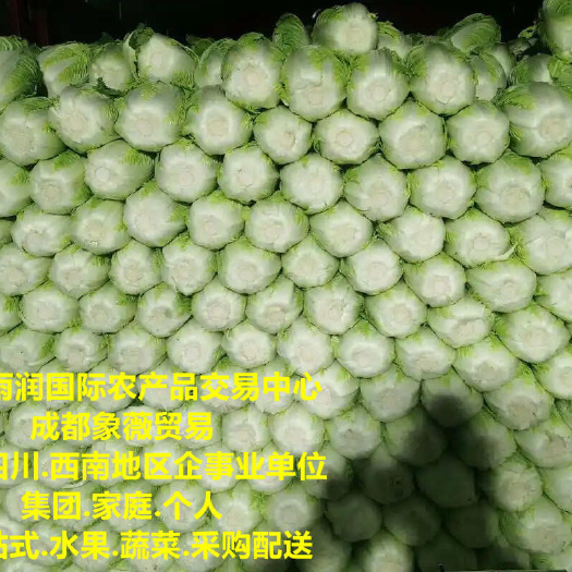 彭州市基地直供大白菜.四川成都水果蔬菜批发.生鲜配送