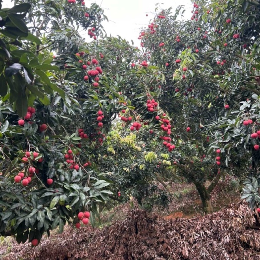 东莞市东莞新鲜桂味荔枝，果园自销，当日现摘，果香清甜，品质优选