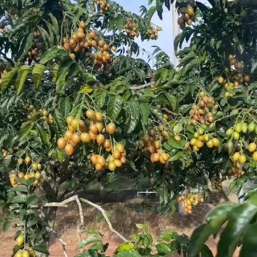 大量黄皮果 上市了
