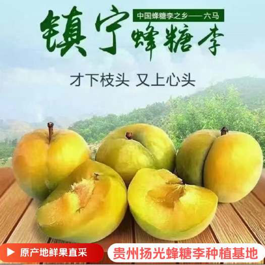 镇宁县六马正宗蜂糖李6月20号鲜果纯净味道自然甜蜜经典李子新上