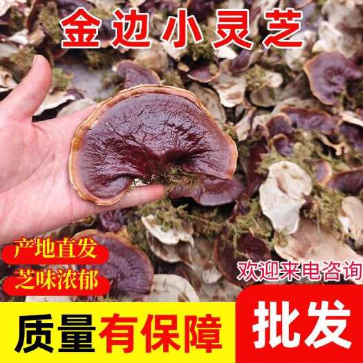 冠县金边灵芝小个灵芝仙草不苦泡茶煲汤煮水赤芝网红仙芝草