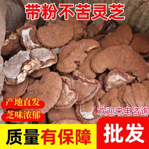 冠县产地带粉不苦灵芝菌香味浓大货量大价优新鲜灵芝带粉