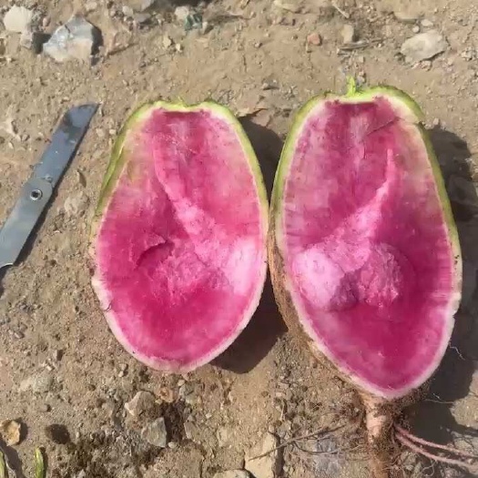 银川红心萝卜