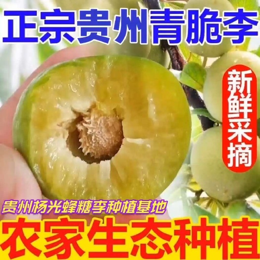 镇宁县正宗贵州脱骨李子青脆李空心半边红李子核小肉厚