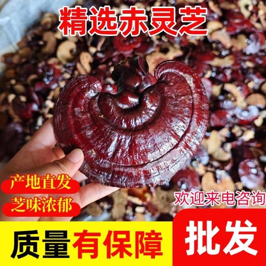 冠县赤灵芝产地直发包邮可以煲汤泡茶泡酒整枝灵芝
