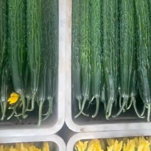 运城新绛刺黄瓜新鲜采摘现发货蔬菜瓜果批发零售